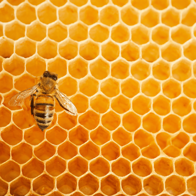 La Menuiserie DL s'engage dans la protection des abeilles avec Ma Petite Abeille