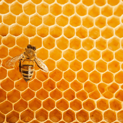 La Menuiserie DL s'engage dans la protection des abeilles avec Ma Petite Abeille